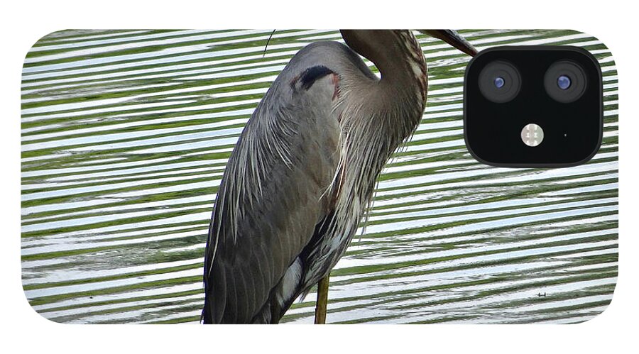 3 Star iPhone 12 Case featuring the photograph Great Blue Heron at Wash. Crossing Park-021 by Christopher Plummer