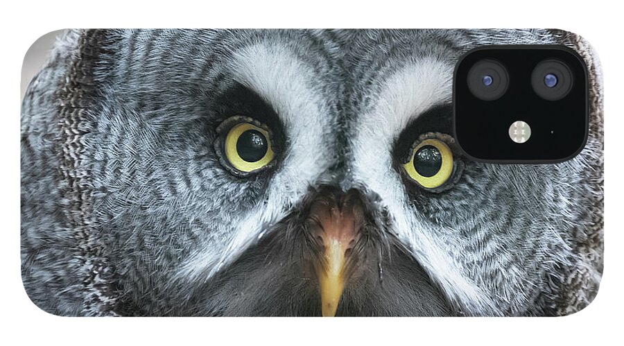 Owl iPhone 12 Case featuring the photograph Great Grey owl closeup by Jane Rix