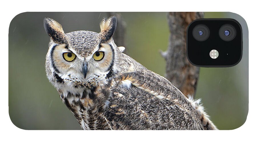 Denise Bruchman iPhone 12 Case featuring the photograph Great Horned Owl by Denise Bruchman