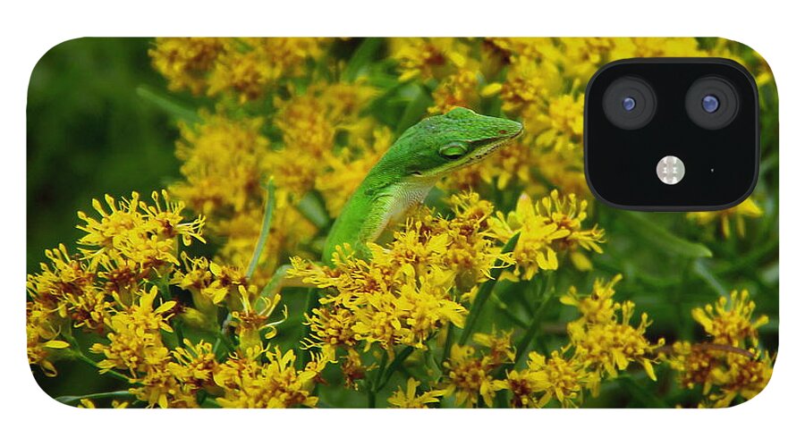 Green Anole iPhone 12 Case featuring the photograph Green Anole hiding in Golden rod by Barbara Bowen