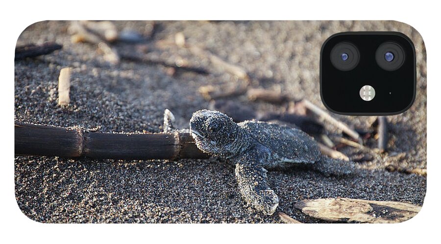 Green Sea Turtle iPhone 12 Case featuring the photograph Green Sea Turtle hatchling by Breck Bartholomew