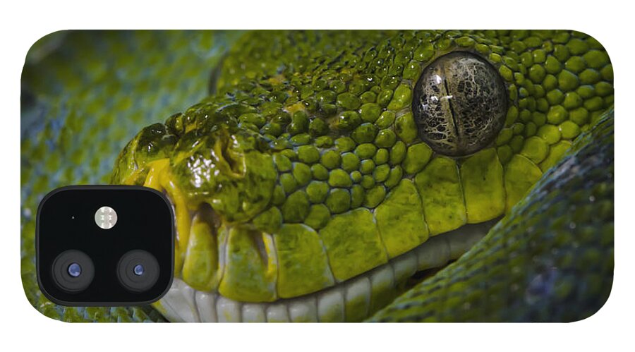 Green Snake iPhone 12 Case featuring the photograph Green Snake by Andrea Silies