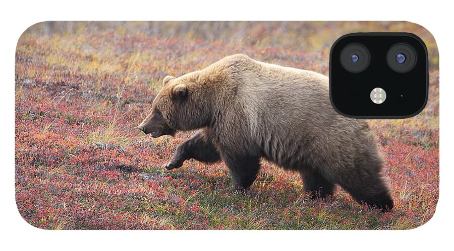 Grizzly iPhone 12 Case featuring the photograph Grizzly At Denali National Park by Steve Wolfe