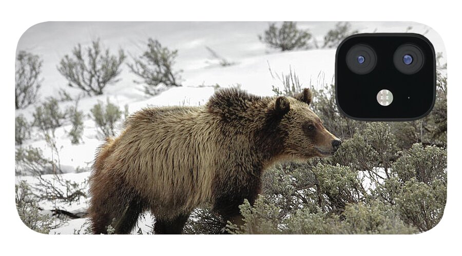Grizzly iPhone 12 Case featuring the photograph Grizzly Cub by Ronnie And Frances Howard
