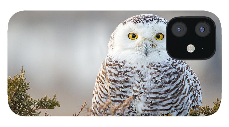 Owl iPhone 12 Case featuring the photograph Hampton Beach NH Snowy Owl by John Vose