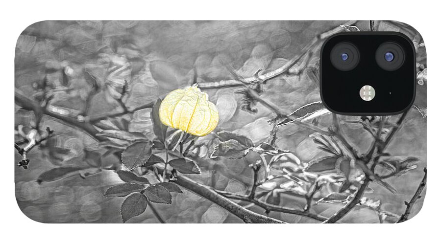 Sharon iPhone 12 Case featuring the photograph Hanging Fairy Lantern by Sharon Popek
