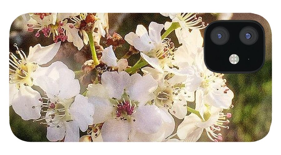 Enlight iPhone 12 Case featuring the photograph Happy Spring! #spring #flowers by Joan McCool