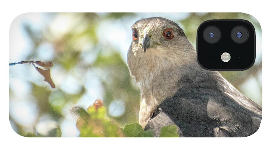  iPhone 12 Case featuring the photograph Hawk 3 by Wendy Carrington