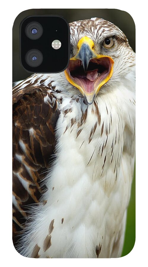Hawk iPhone 12 Case featuring the photograph Hawk by Doug Gibbons