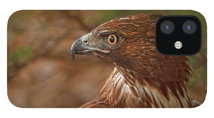 Red Tailed Hawk iPhone 12 Case featuring the photograph Hawk Profile by Beth Sargent