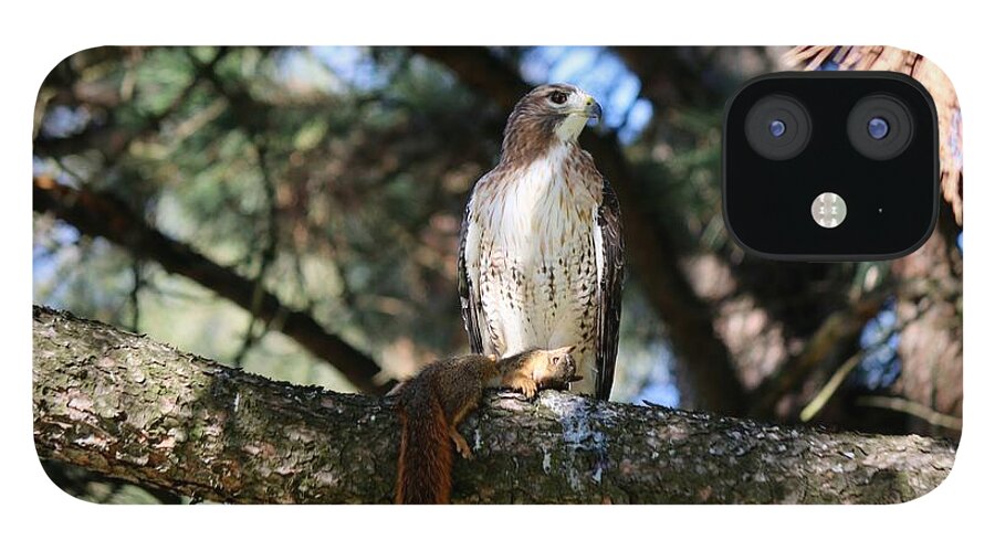 Hawk iPhone 12 Case featuring the photograph Hawk with squirrel by Christy Pooschke