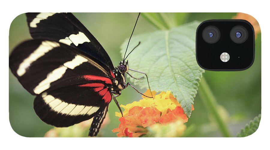 Red iPhone 12 Case featuring the photograph Heliconius Melpomene Butterfly by Tim Abeln
