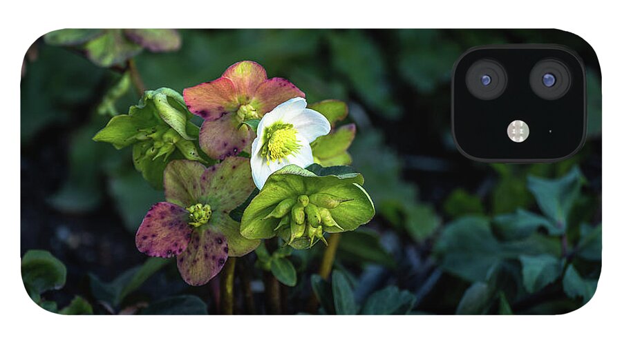 Flower iPhone 12 Case featuring the photograph Helleborus from her garden by Davorin Mance