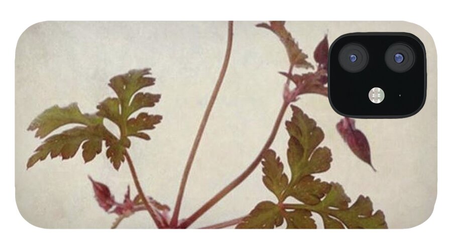 Beautiful iPhone 12 Case featuring the photograph Herb Robert - Wild Geranium 
#flower by John Edwards