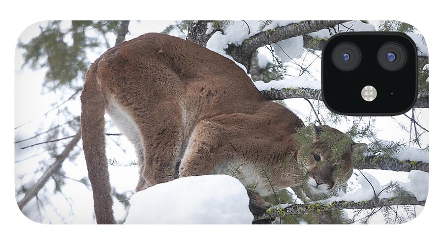 Cougar iPhone 12 Case featuring the photograph Here Kitty Kitty by Douglas Kikendall