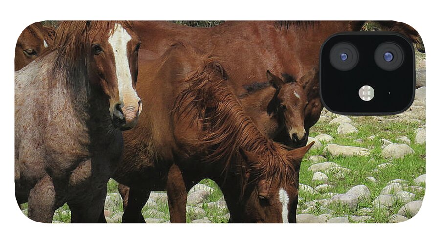 Horse iPhone 12 Case featuring the photograph Horse 7 by Christy Garavetto