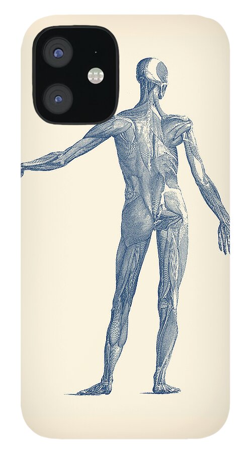 Skeleton iPhone 12 Case featuring the drawing Human Muscular System - Vintage Anatomy Poster by Vintage Anatomy Prints