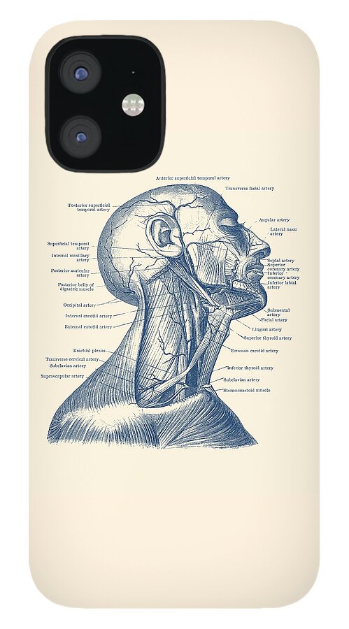 Occipital Nerve iPhone 12 Case featuring the drawing Human Venous and Circulatory Systems - Neck - Vintage Anatomy by Vintage Anatomy Prints