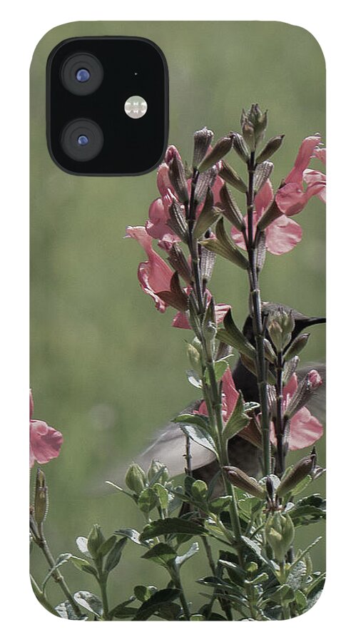 Hummingbird iPhone 12 Case featuring the photograph Hummingbird 1 by Christy Garavetto