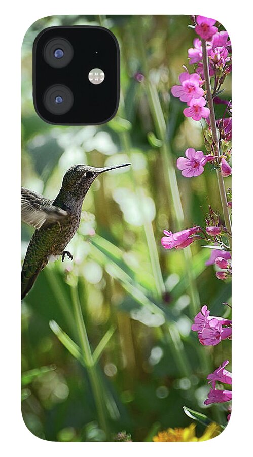 Arizona iPhone 12 Case featuring the photograph Hummingbird on Perry's Penstemon by Saija Lehtonen