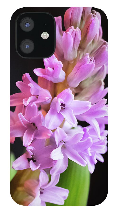 Hyacinth iPhone 12 Case featuring the photograph Hyacinth by Cristina Stefan