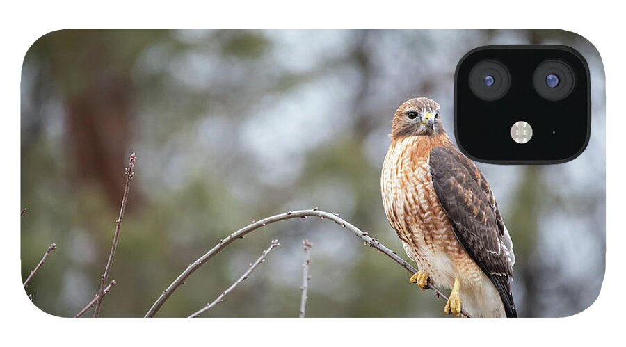 Westboylston Ma Mass Massachusetts Brian Hale Brianhalephoto Newengland New England Nicitating Membrane Blink Blinking Eye Eyelide Portrait Closeup Close Up Redtail Red-tail Red-shoulder Redshouldered Shouldered Red Tail Shoulder Hybrid Hawk Rare Hal Branch Tree iPhone 12 Case featuring the photograph Hybrid Branch by Brian Hale