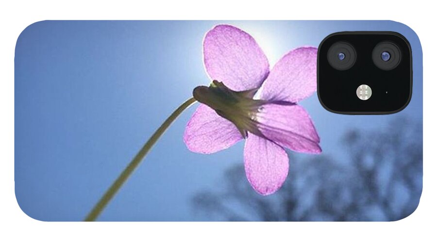 Blue iPhone 12 Case featuring the photograph Native Flower by Gabrielle Coleman