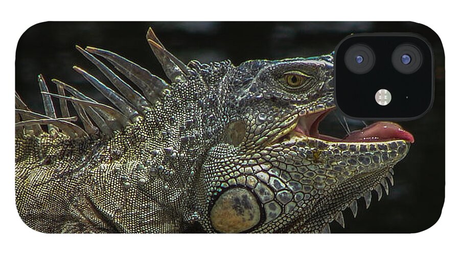 Dragon iPhone 12 Case featuring the photograph Iguana Sun tan by Carl Moore