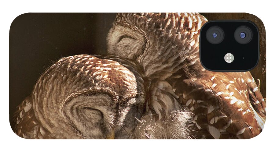 Barred Owls iPhone 12 Case featuring the photograph In CoHoots by John Hartung  ArtThatSmiles com