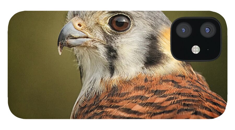 Bird Of Prey iPhone 12 Case featuring the photograph Intensity by Todd Bielby