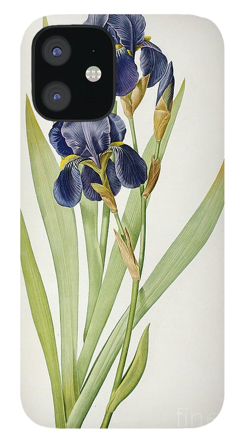 #faatoppicks iPhone 12 Case featuring the painting Iris Germanica by Pierre Joseph Redoute