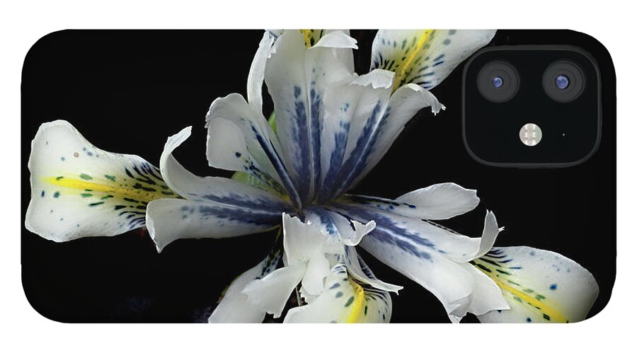 Flower iPhone 12 Case featuring the photograph Iris Reticulata 'Eye Catcher by Ann Jacobson