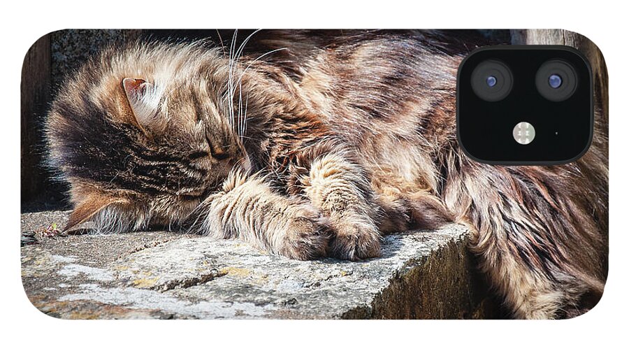 Cat iPhone 12 Case featuring the photograph It's a Hard Life by Geoff Smith