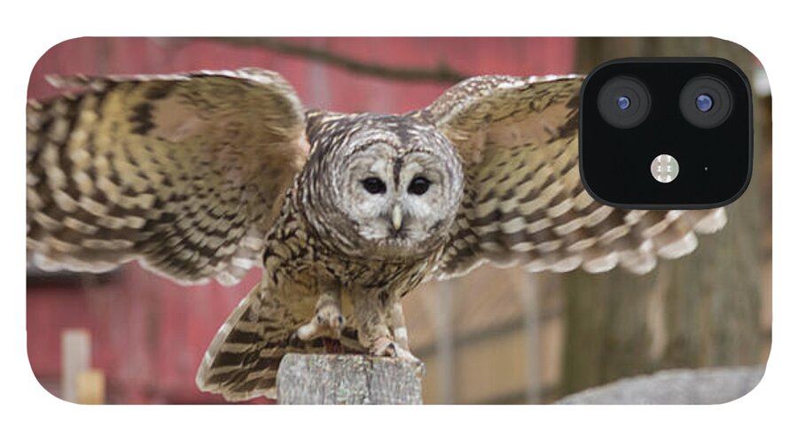 Owl iPhone 12 Case featuring the photograph Just Dropping In by ChelleAnne Paradis