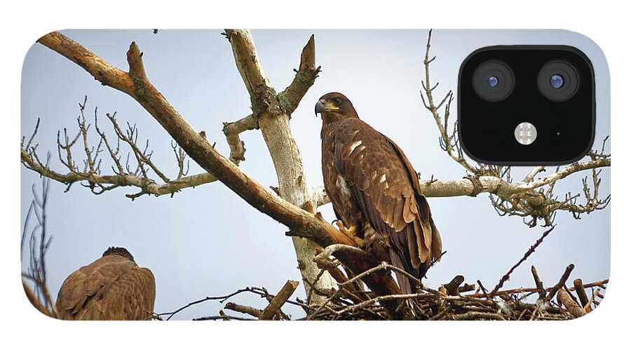 Bald Eagles iPhone 12 Case featuring the photograph Juvenile Eagles by Peter Ponzio