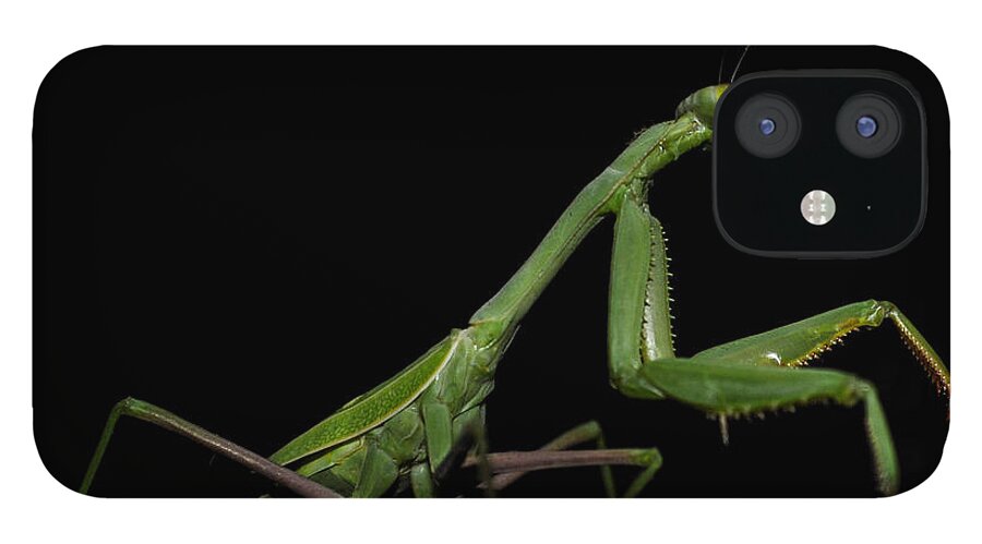 Insects iPhone 12 Case featuring the photograph Katydid in Black by Wendy Carrington