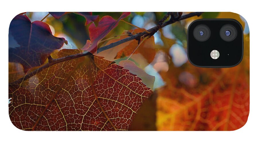 Fall iPhone 12 Case featuring the photograph Late Autumn Colors by Stephen Anderson