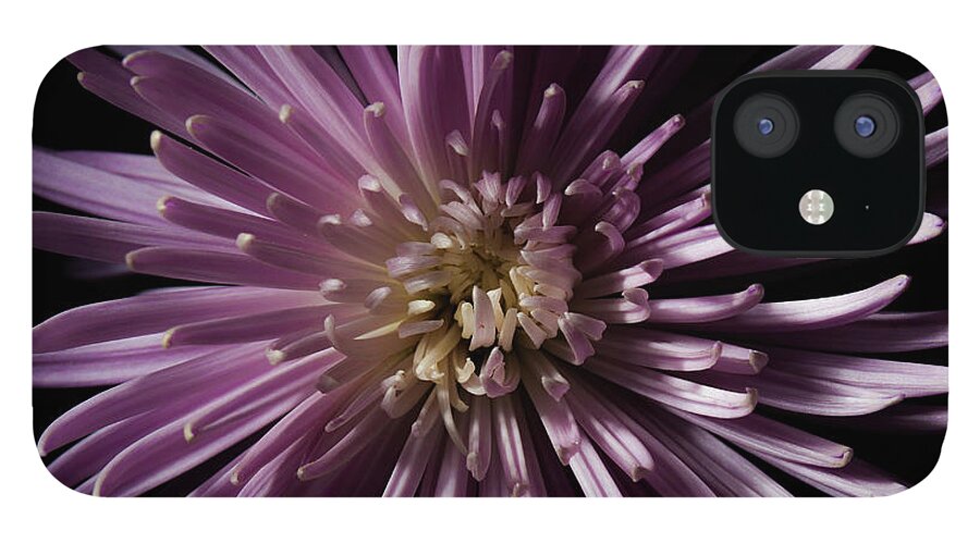 Flower iPhone 12 Case featuring the photograph Lavender Spider Mum by Eugene Campbell