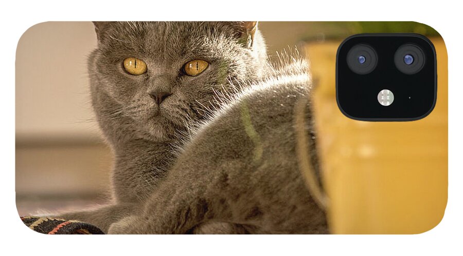 Cat iPhone 12 Case featuring the photograph Lilli the cat by Wolfgang Stocker