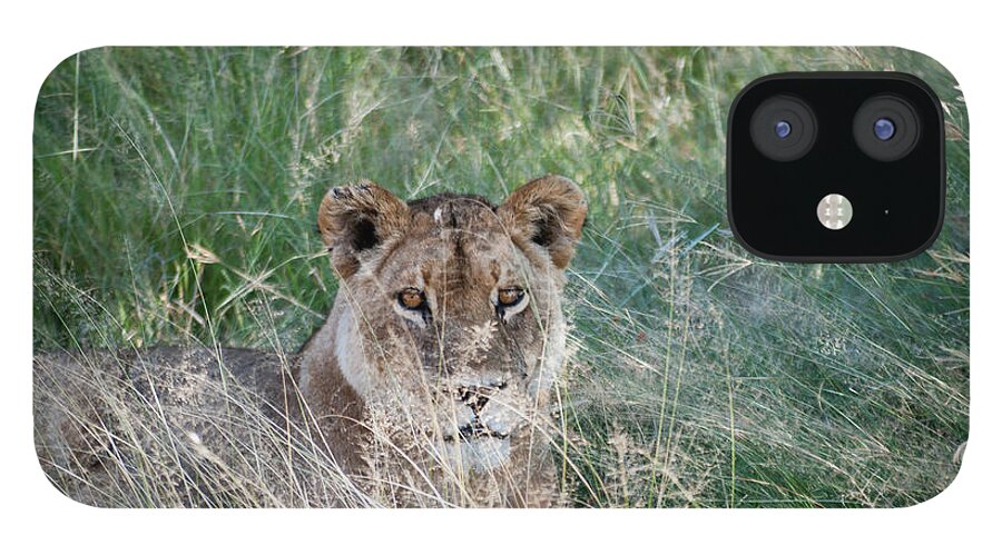 Africa iPhone 12 Case featuring the photograph Lion by Adele Aron Greenspun