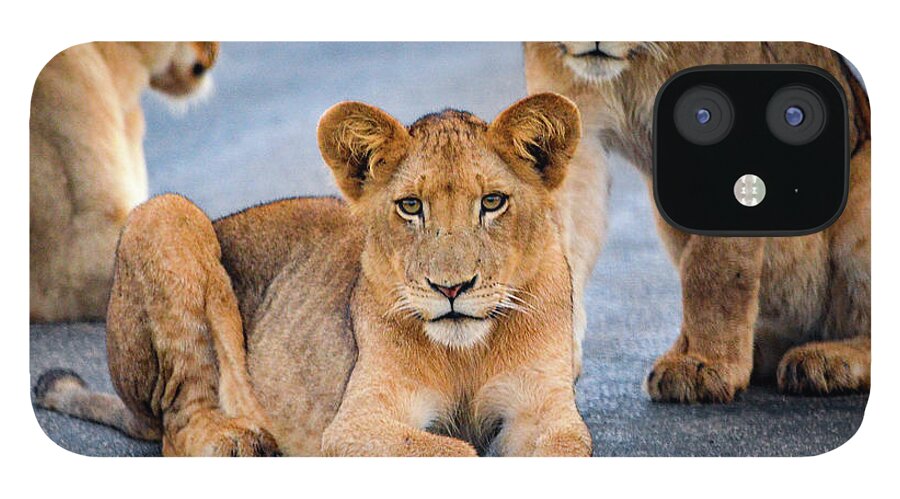 Wildlife iPhone 12 Case featuring the photograph Lions stare by Gaelyn Olmsted