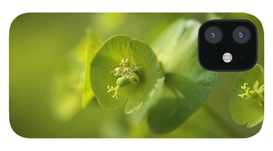 Spurge iPhone 12 Case featuring the photograph Green Power by Connie Handscomb
