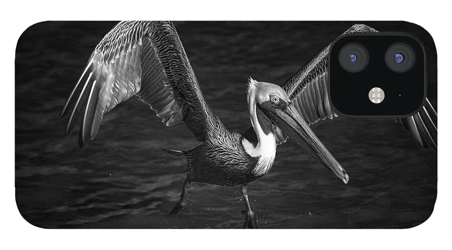 Pelican In Flight iPhone 12 Case featuring the photograph Lone Pelican in flight - black and white by Stefano Senise