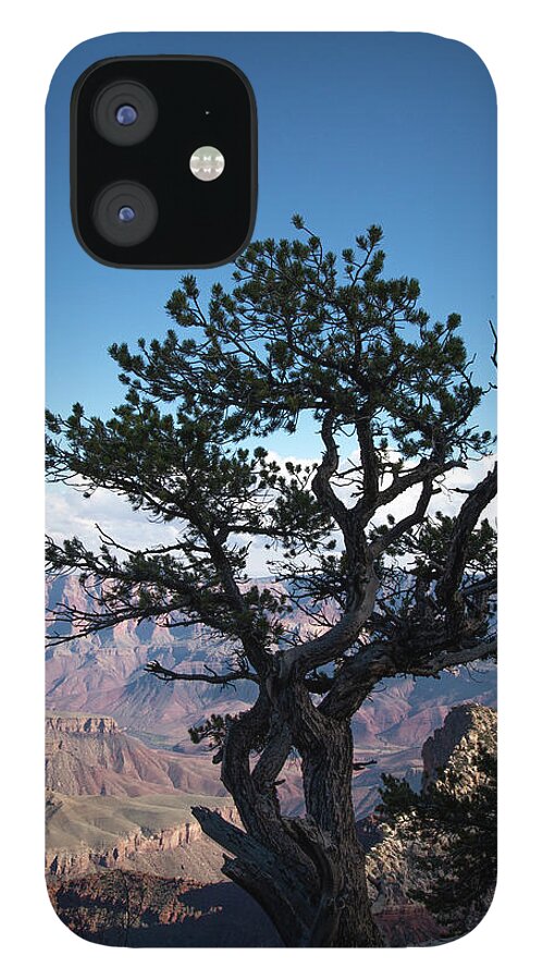 Grand Canyon National Park iPhone 12 Case featuring the photograph Lone Tree 2 by Frank Madia
