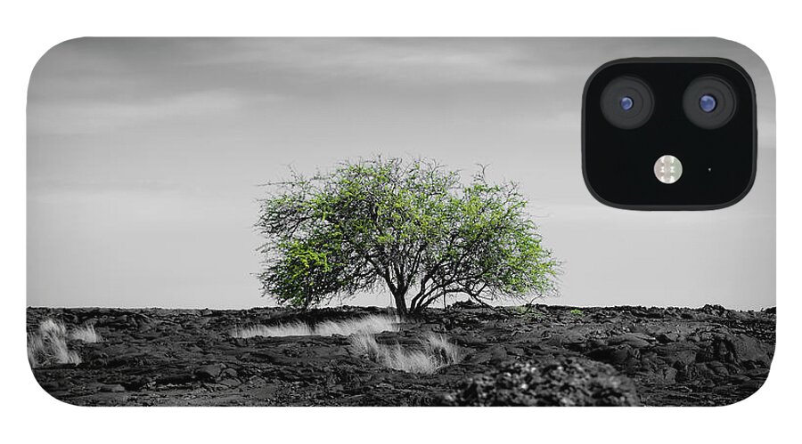 Plants iPhone 12 Case featuring the photograph Lonely Tree by Daniel Murphy