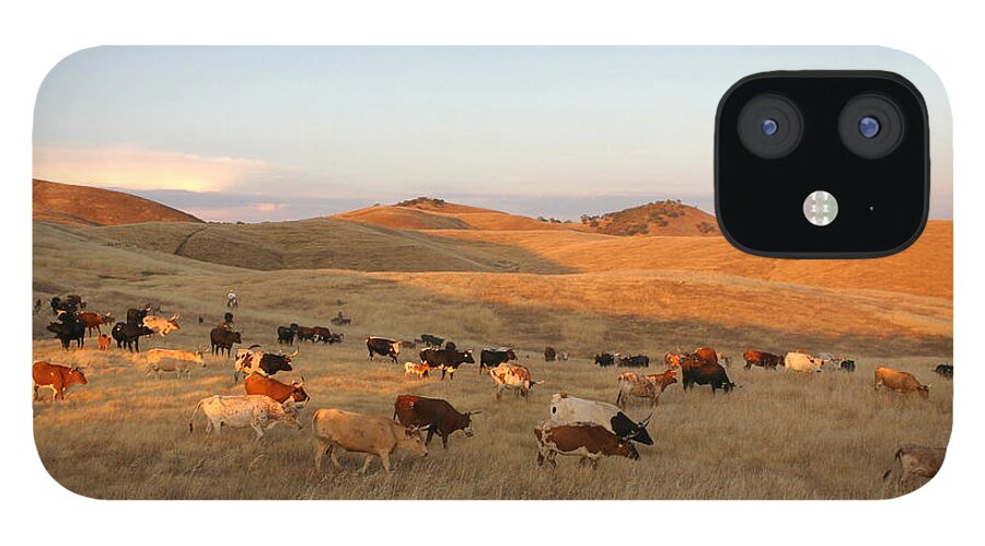 Longhorn Cattle iPhone 12 Case featuring the photograph Longhorns by Diane Bohna
