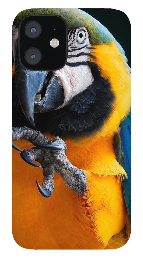 Bird iPhone 12 Case featuring the photograph Macaw by Harry Spitz