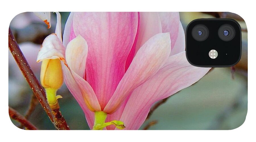 Spring iPhone 12 Case featuring the photograph Magnolia Blossoms by Wild Thing