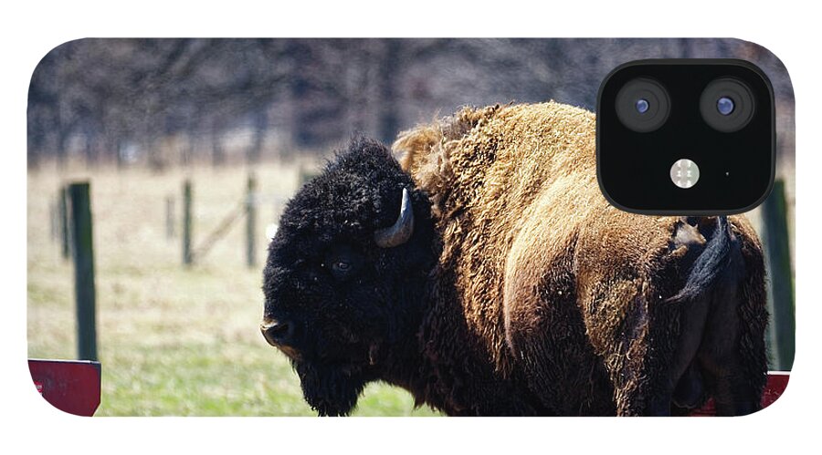 Bison iPhone 12 Case featuring the photograph Male Bison by Peter Ponzio
