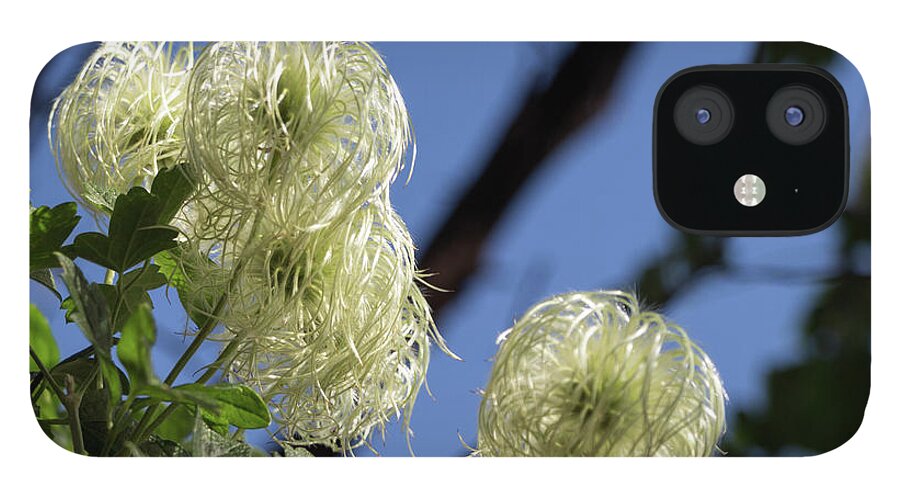 California iPhone 12 Case featuring the photograph Old Man's Beard by Ed Clark